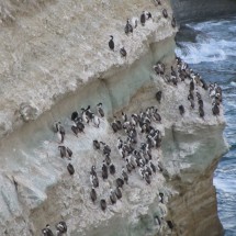 Penguins and more - Atlantic Coast of Patagonia South of Puerto Madryn
